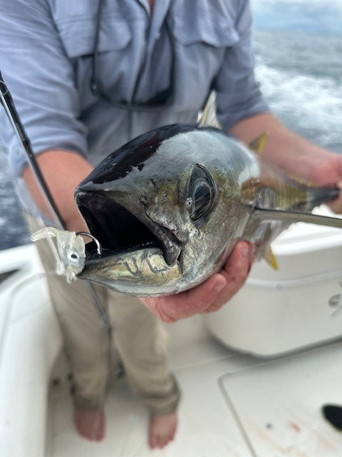 SALTWATER FLIES AUSTRALIA GUMMY MINNOW FLY YELLOW FIN TUNA 