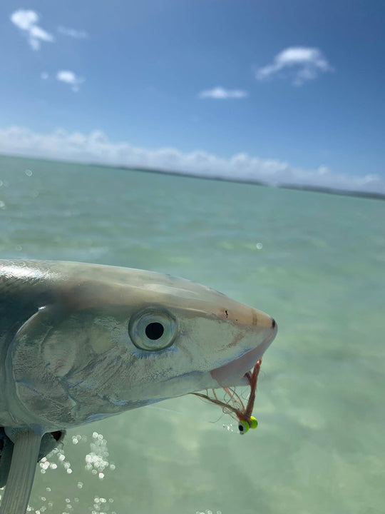 COCOS KEELING ISLANDS FLY KIT