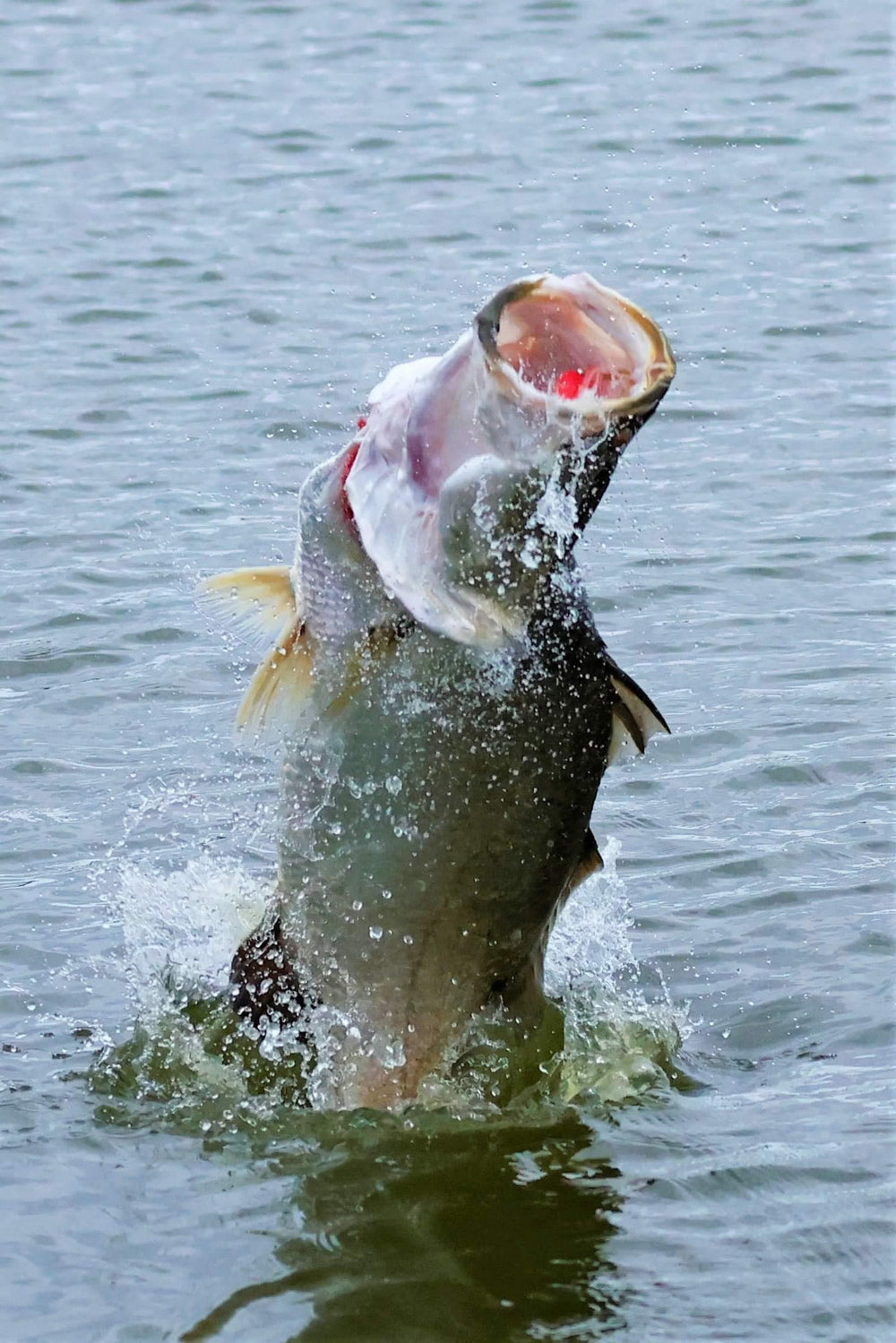 SURFACE GURGLER FLY - PINK THING