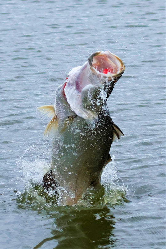 SURFACE GURGLER FLY - PINK THING