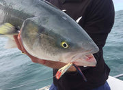 SWFA CREASE FLY - VMC 1/0 - MULLET