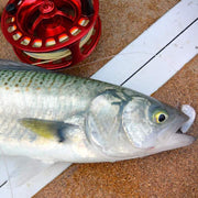 SWFA CREASE FLY - VMC 1/0 - MULLET