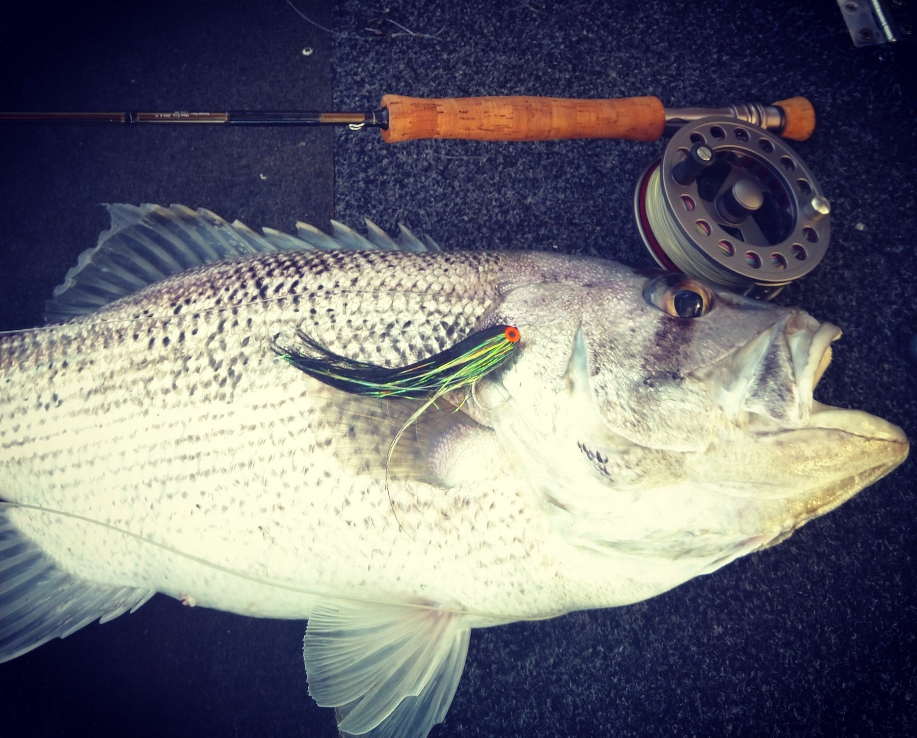 Rattle Gold RATTLING FAT ALBERT FLY - SL12 6/0 - SONIC RATTLE - GOLD BOMBER ...