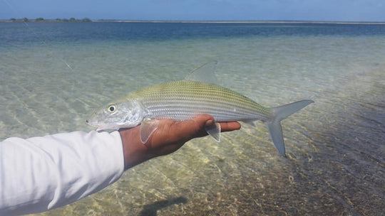CXI/CHRISTMAS ISLAND FLY KIT