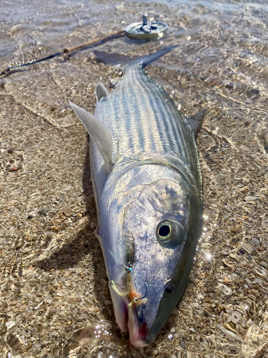 SPARNON NIPPER FLY - SL12 1/0 - BONE CLAW