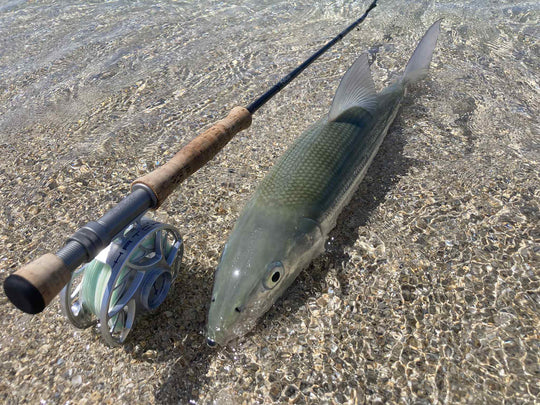 SPARNON NIPPER FLY - SL12 1/0 - BONE CLAW
