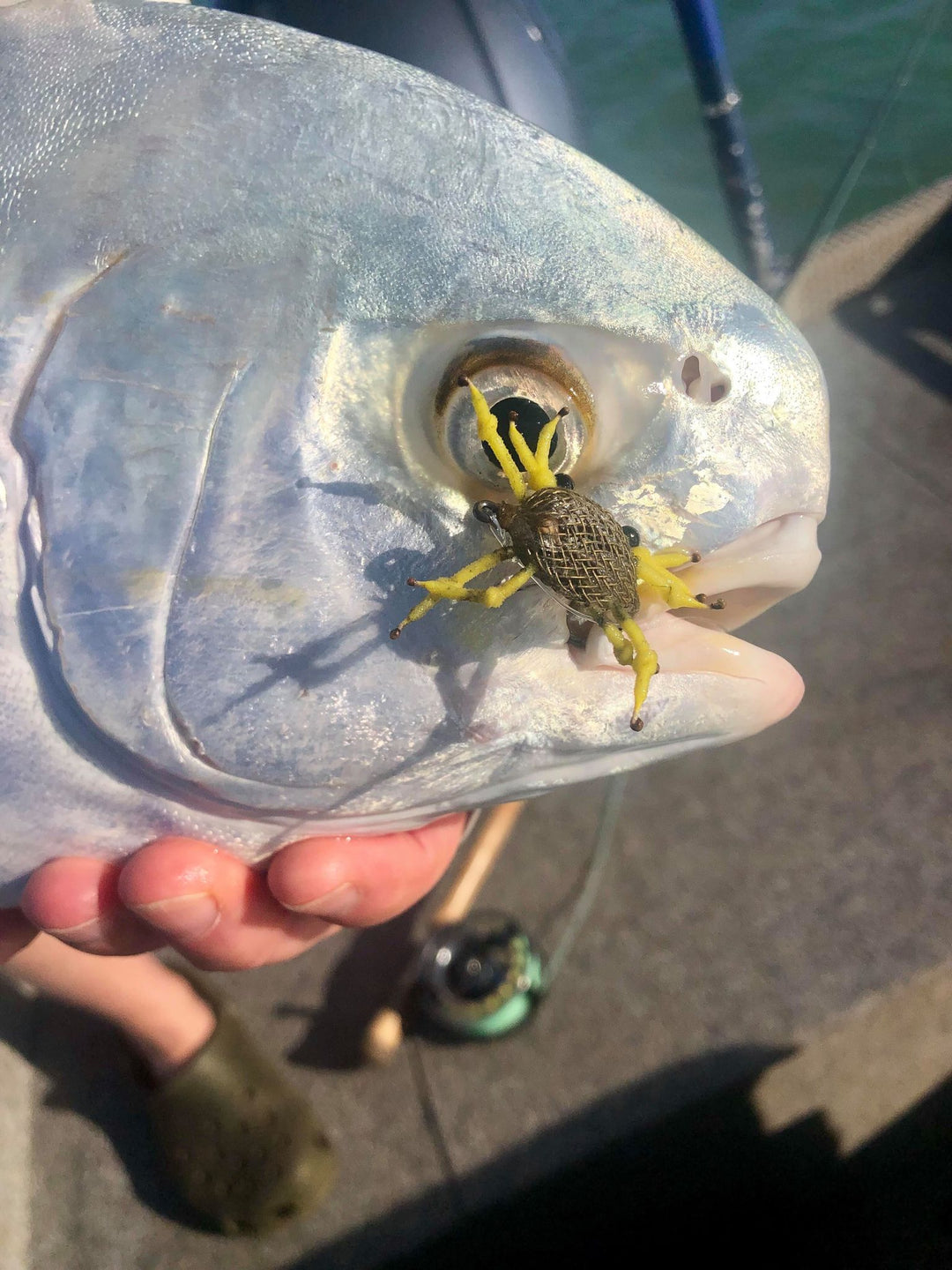 EXMOUTH FLY KIT