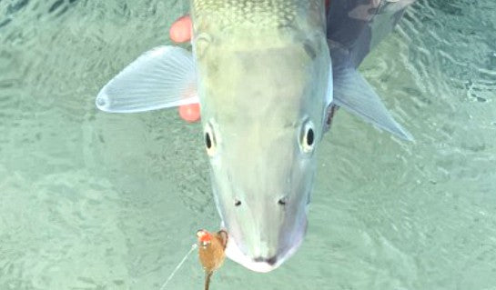 SWFA ORANGE BEARDED MANTIS SHRIMP FLY - SL12 1/0 - TAN