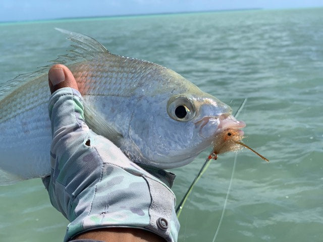 SWFA ORANGE BEARDED MANTIS SHRIMP FLY - SL12 1/0 - TAN