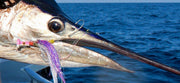 SWFA 6" SPARDEAN SPRAT BILLFISH TUBE FLY - PINK HEAD