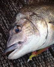 SWFA CLOUSER MINNOW - SL11-3H #2 - OLIVE/WHITE - BUCKTAIL - PAINTED RED LEAD EYE