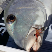 NATHAN BILLING WEIPA IN FAR NORTH QUEENSLAND BLUE BASTARD ON A BASTARD SHRIMP