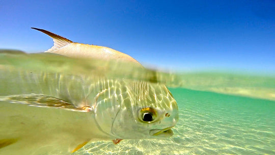 SCOTTY'S FLOATING CRAB FLY - SL12#2 & SL12 1/0