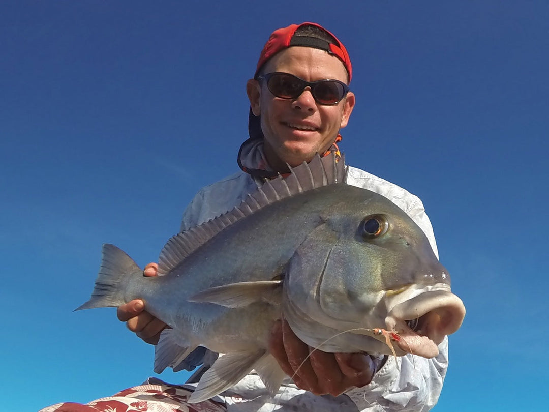 BEN NOTSO BRIGHT BLUE BASTARD ON A BASTRAD SHRIMP WEIPA IN FAR NORTH QUEENSLAND