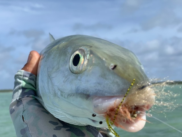 SWFA SBD SHRIMP FLY - ("SILENT BUT DEADLY")