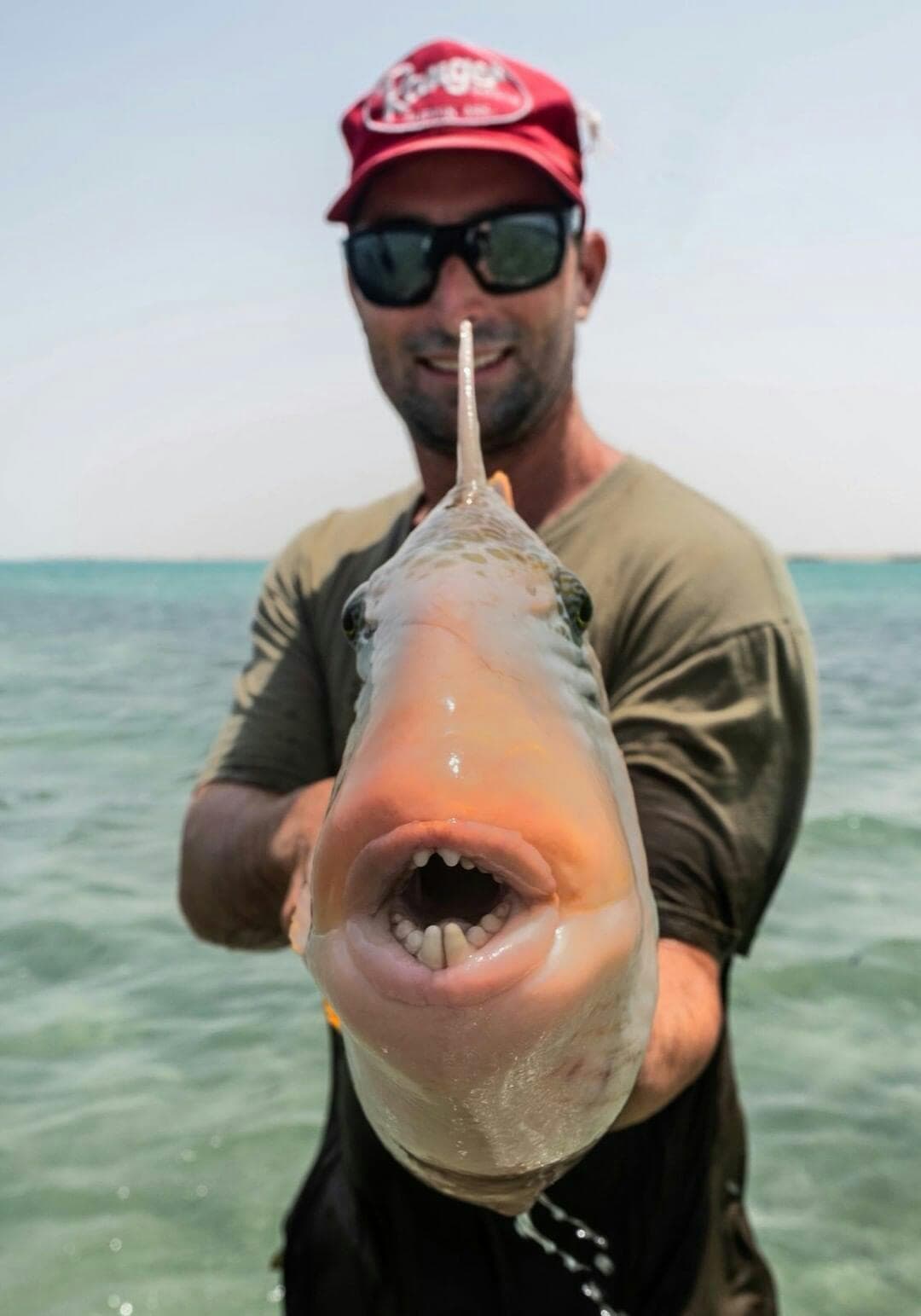 ALPHLEXO CRAB FLY - MATES RATE PRICES